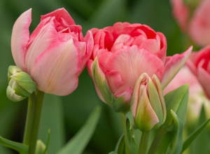 Zdjęcie - tulipany